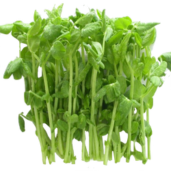 Snowpeas Green Sprout 100 gr