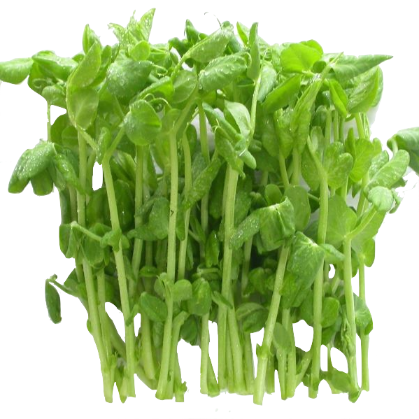 Snowpeas Green Sprout 100 gr
